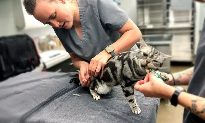 Modern Love Veterinary
