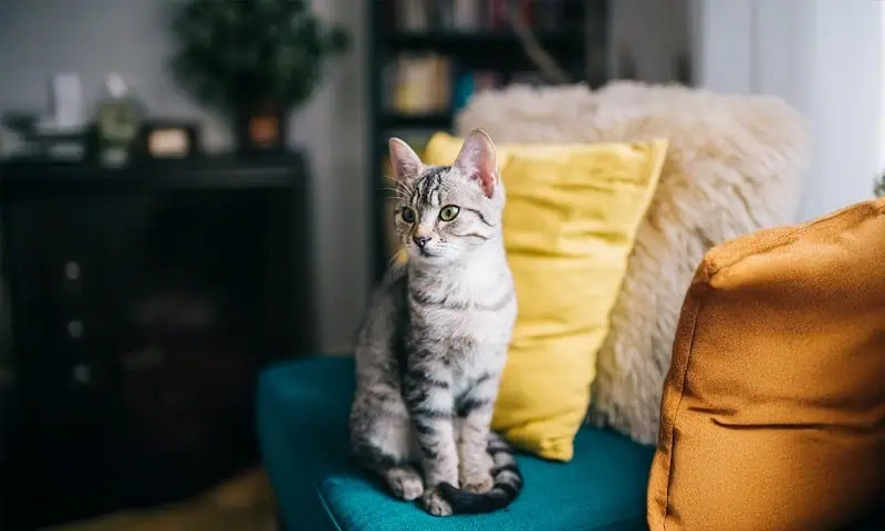 Modern Love Veterinary